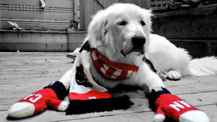 Journée nationale du chien le meilleur ami des sportifs Équipe Canada Site officiel de l