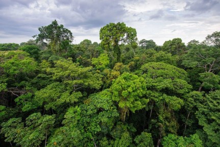 La forêt de la jungle amazonienne au Pérou. Photo : kimkim